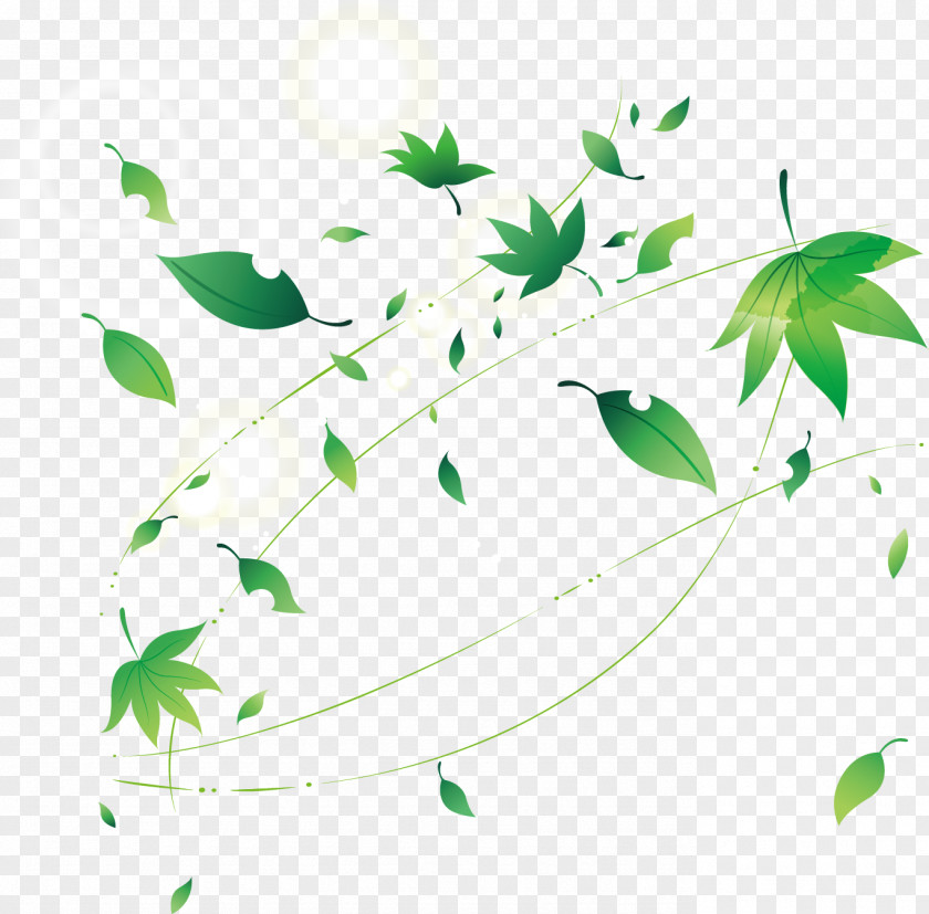 Leaf Adobe Illustrator PNG