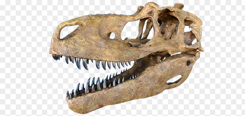 Skull Tyrannosaurus Daspletosaurus Tarbosaurus Albertosaurus PNG