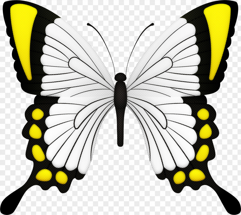 Zebra Swallowtail Papilio Moths And Butterflies Butterfly Machaon Insect PNG