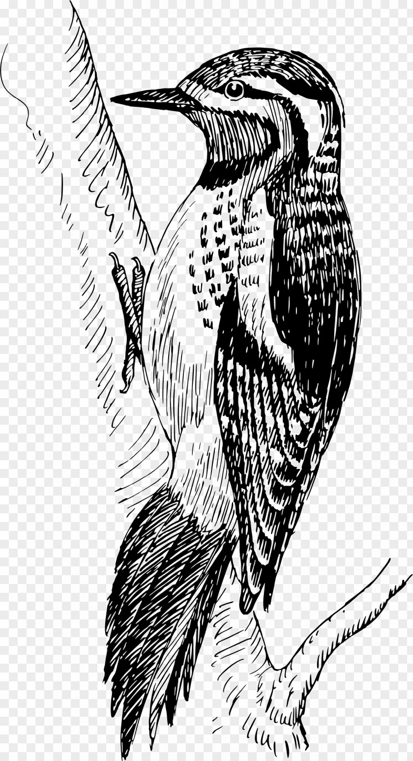 Bird Bald Eagle Woodpecker Sapsucker Clip Art PNG