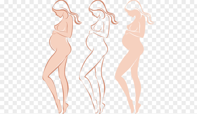 Pregnant Women Vector Pregnancy Woman Drawing PNG