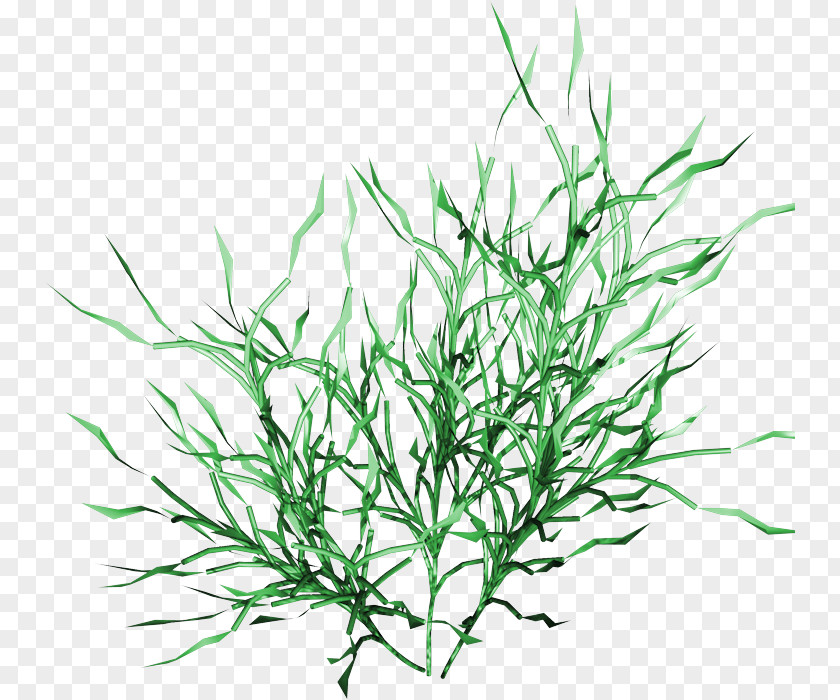 Southernwood Elymus Repens Drawing Of Family PNG