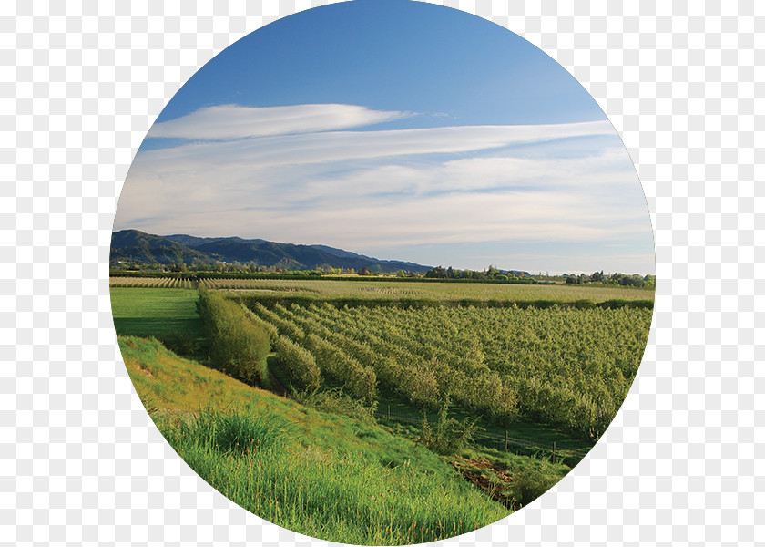 Yellow Brick Road Horticulture Innovation Crop Grassland PNG