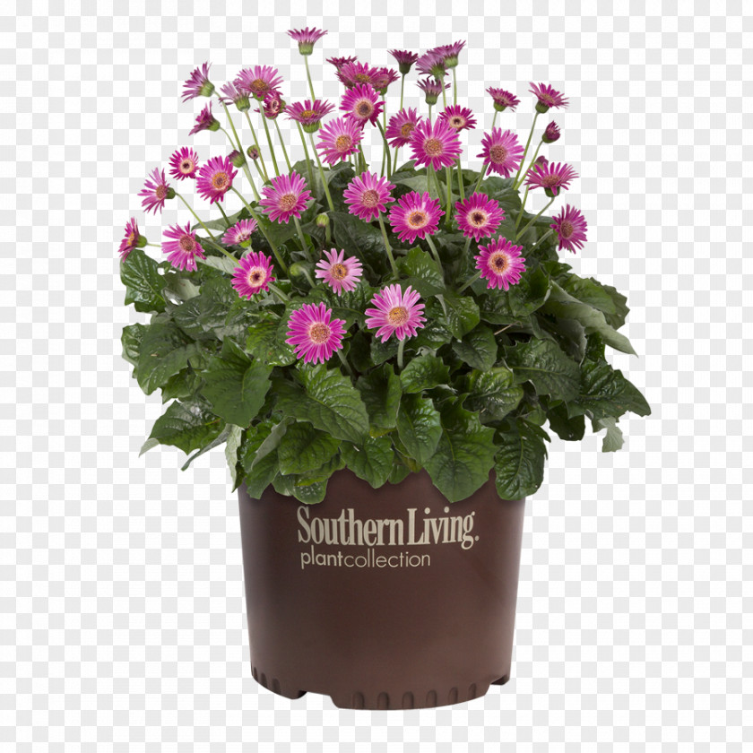 Chrysanthemum Drakensberg Cut Flowers Transvaal Daisy Plant PNG