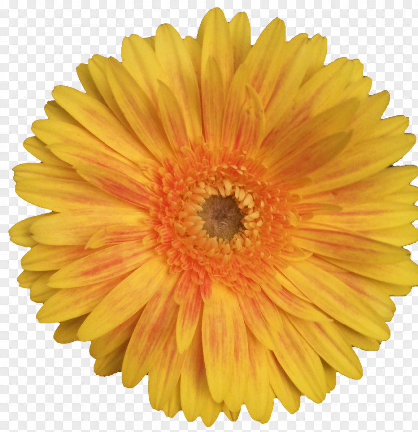 Naver Blog Daisy Family Common Sunflower Clip Art PNG