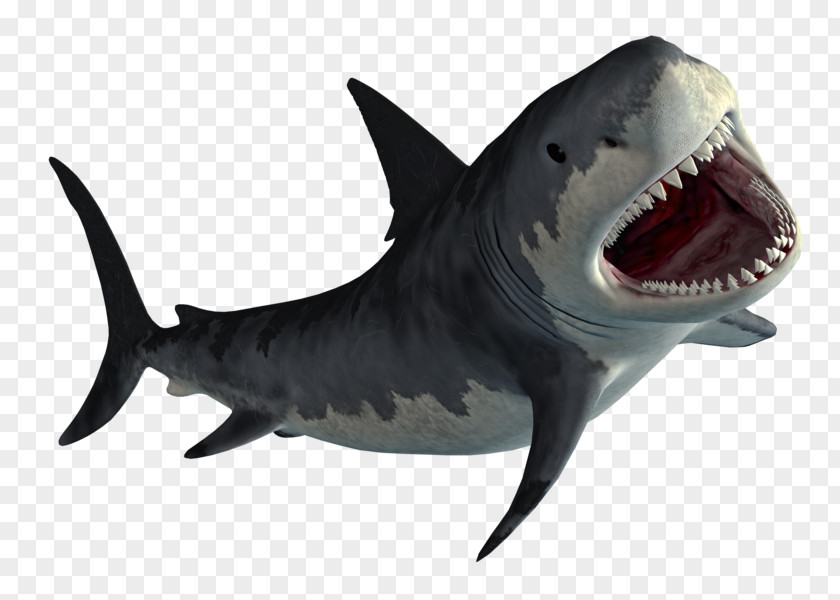 Shark Hungry Evolution World Great White PNG