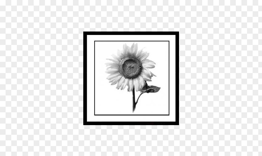 Sunflower Paintings Painting Black And White Picture Frame PNG