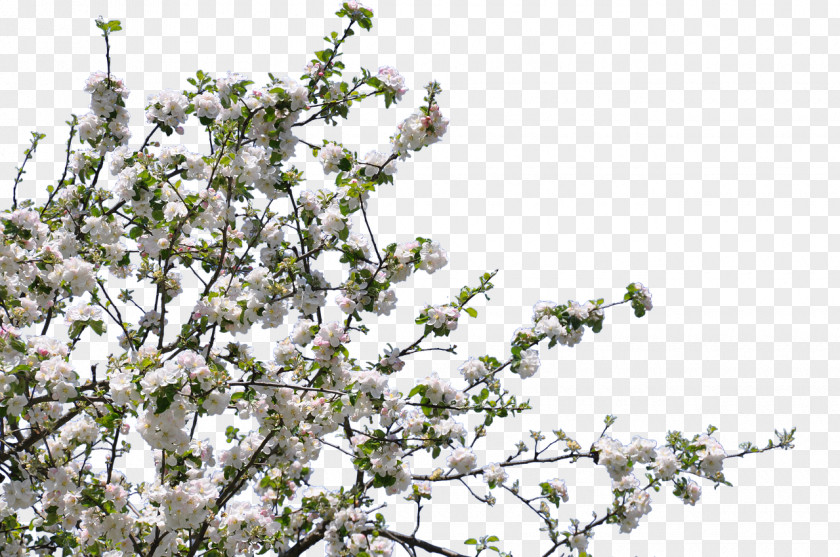 Tree Clip Art Blossom Flower PNG
