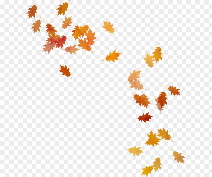 Autumn Leaves Leaf PNG