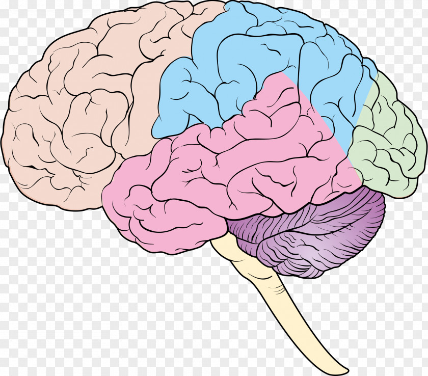 Brain Human Nervous System Forebrain Cerebrum PNG