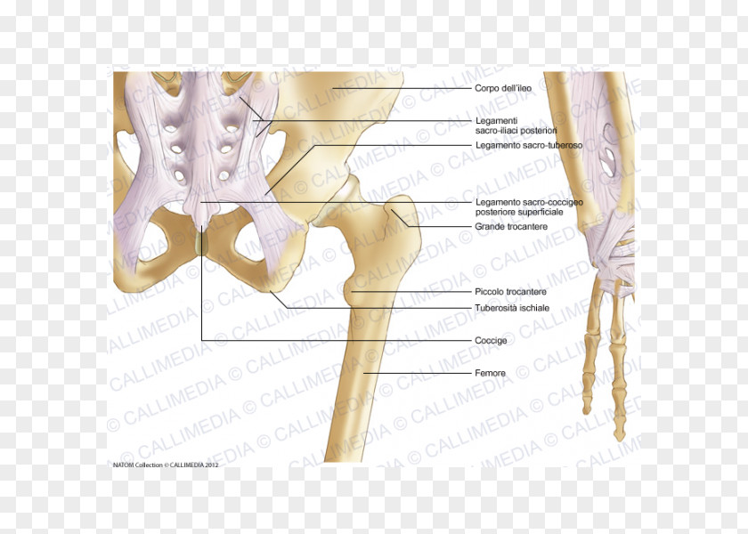 Chinese Bones Iliopectineal Line Pelvis Bone Hip Anatomy PNG