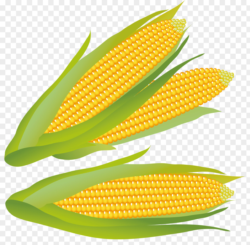 Clip Cliparts Popcorn Kettle Corn Candy On The Cob Art PNG