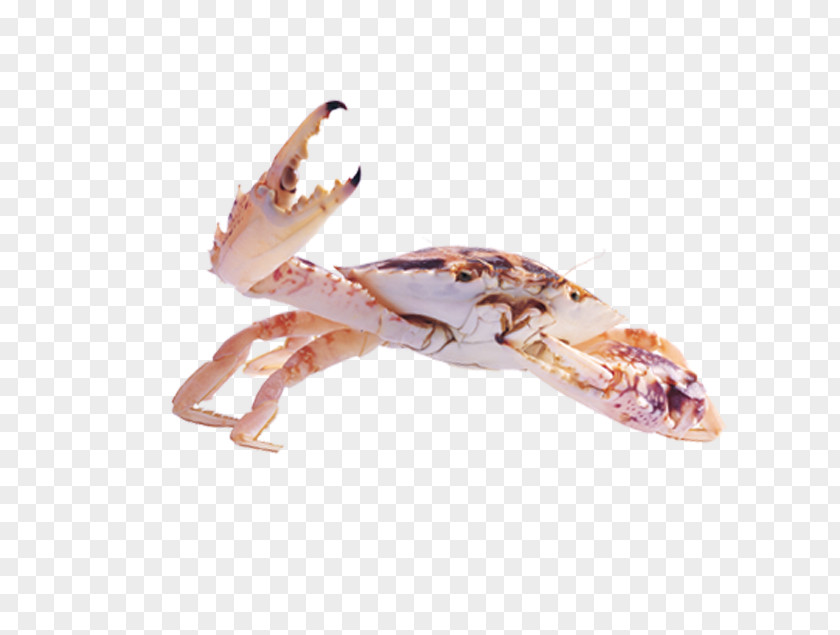 Crab Dungeness Sebastian PNG