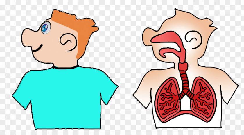 Nose Mouth Respiratory System Ear Human Body PNG