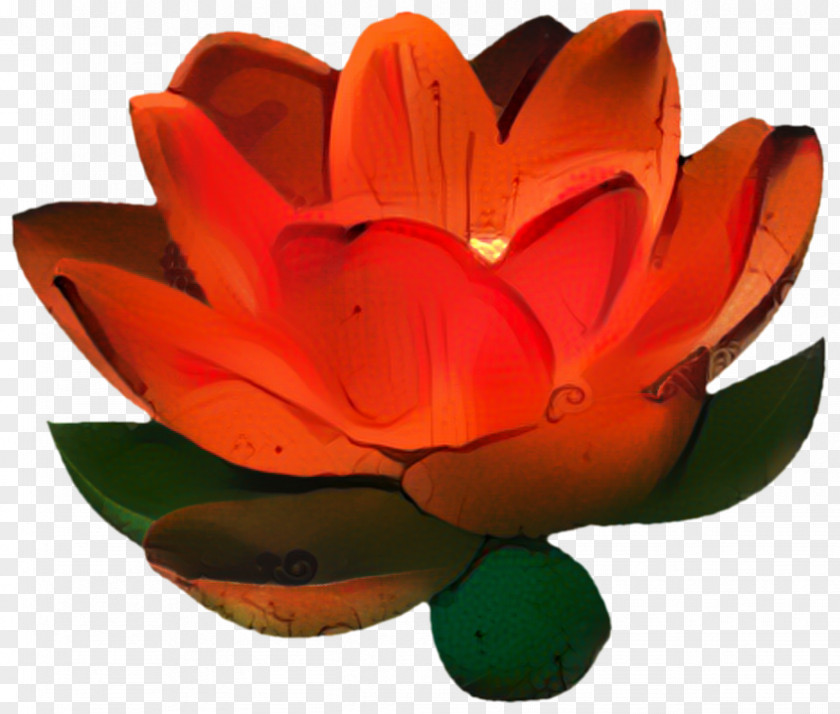 Sacred Lotus Aquatic Plant Drawing Of Family PNG