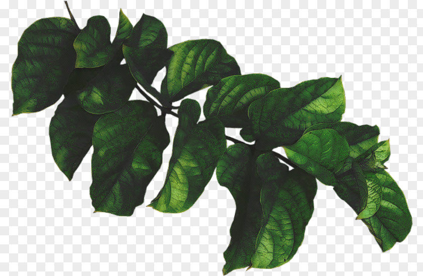 Leaf Branch Plant PNG