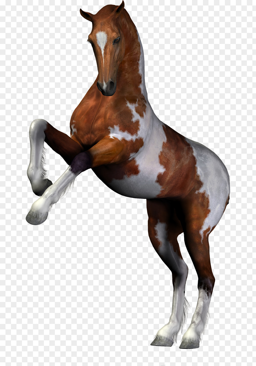 Mustang Stallion Mane Mare PNG