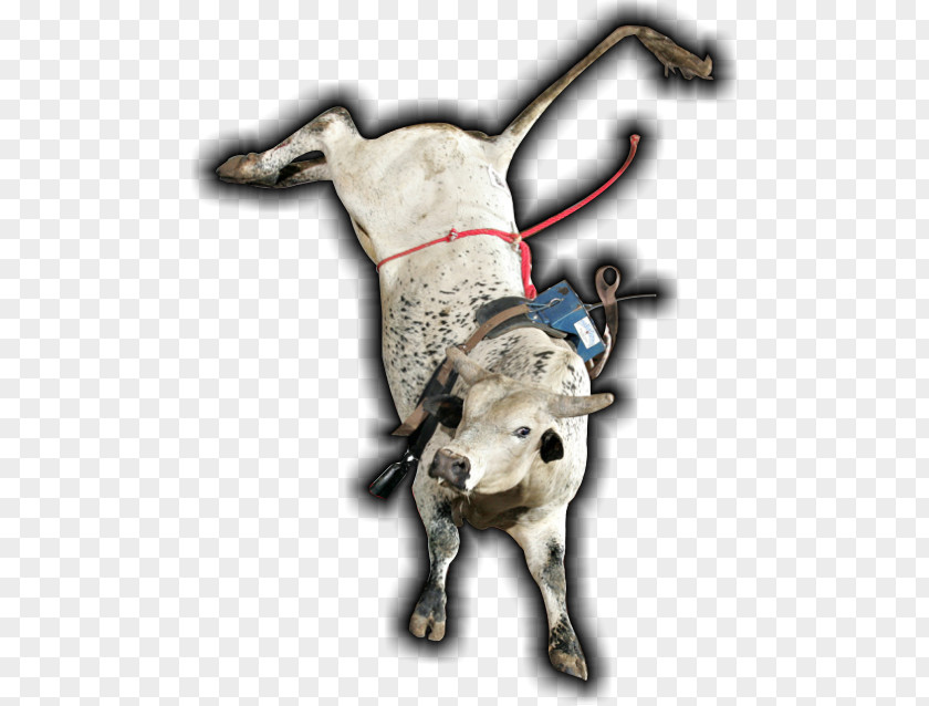 Bull Riding Bucking Cattle Ox PNG