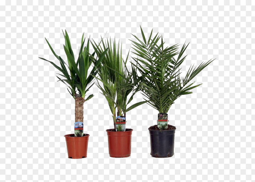 Date Palm Sago Dracaena Fragrans Houseplant Arecaceae PNG