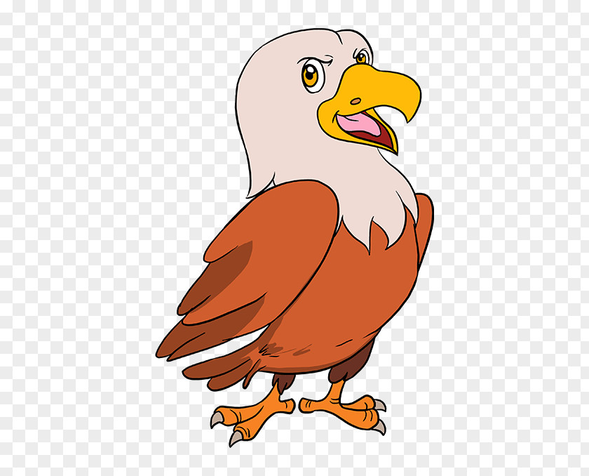 Eagle Drawing Cartoon Image Sketch Hawk PNG