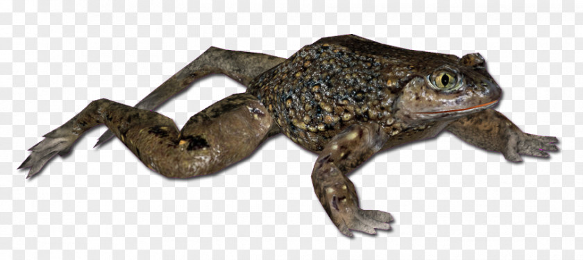 Frog American Bullfrog True Toad Tree PNG
