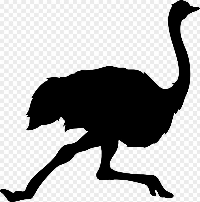 Ostrich Common Bird Silhouette Clip Art PNG