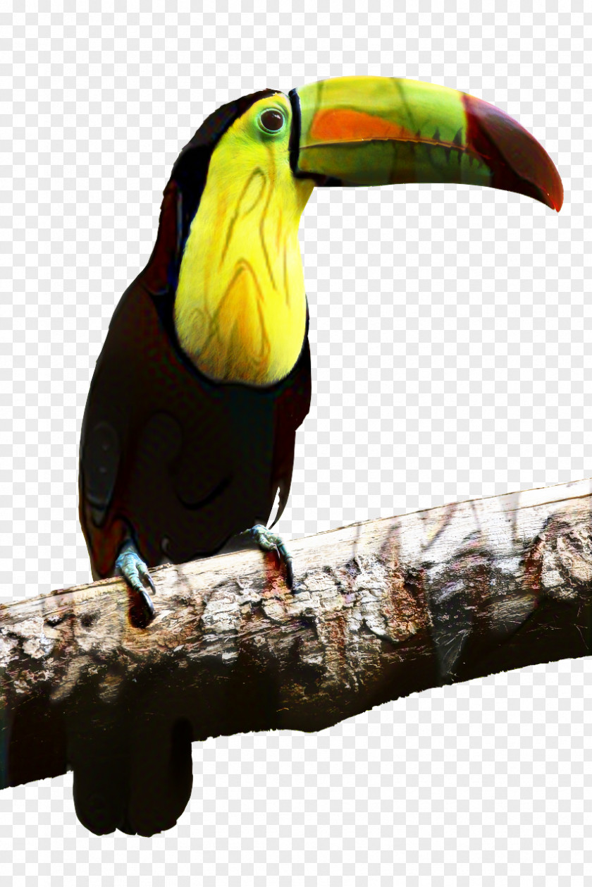 Toco Toucan Bird Beak Parrot PNG