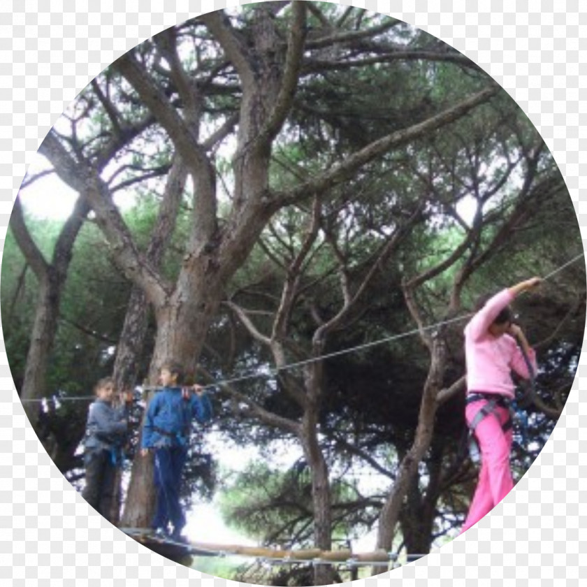 Treetop Rainforest Branching PNG