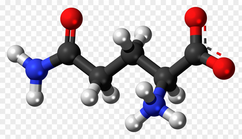 Amino Acids Glutamine Synthetase Dietary Supplement Acid Glutamate-glutamine Cycle PNG