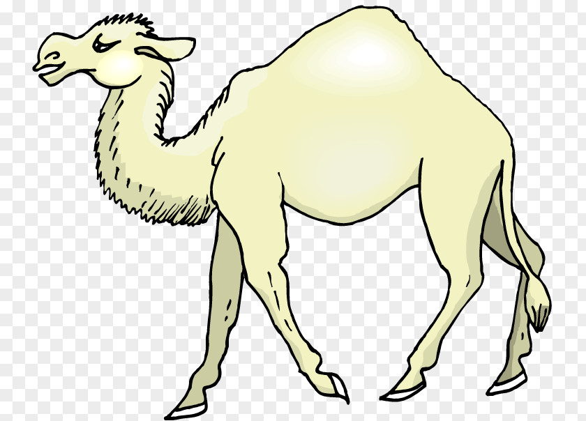 Camel Clip Art Vector Graphics Drawing Image PNG
