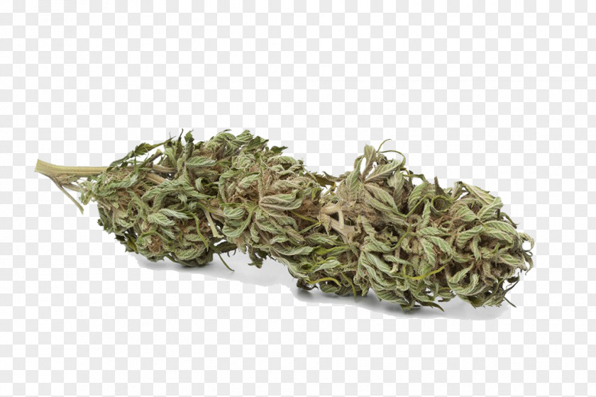 Cannabis Leaves Cultivation Tetrahydrocannabinol Hemp Bud PNG