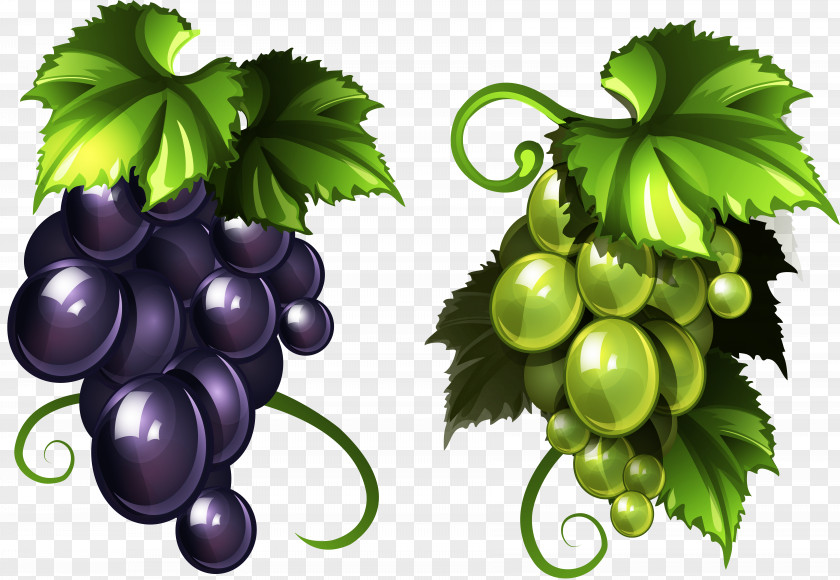 Dates Fruit Banner Raisin Common Grape Vine Wine Sultana PNG