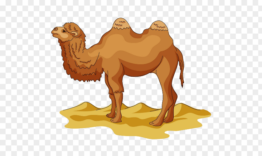 Desert Camel Yellow Wild Bactrian Drawing Cartoon Clip Art PNG