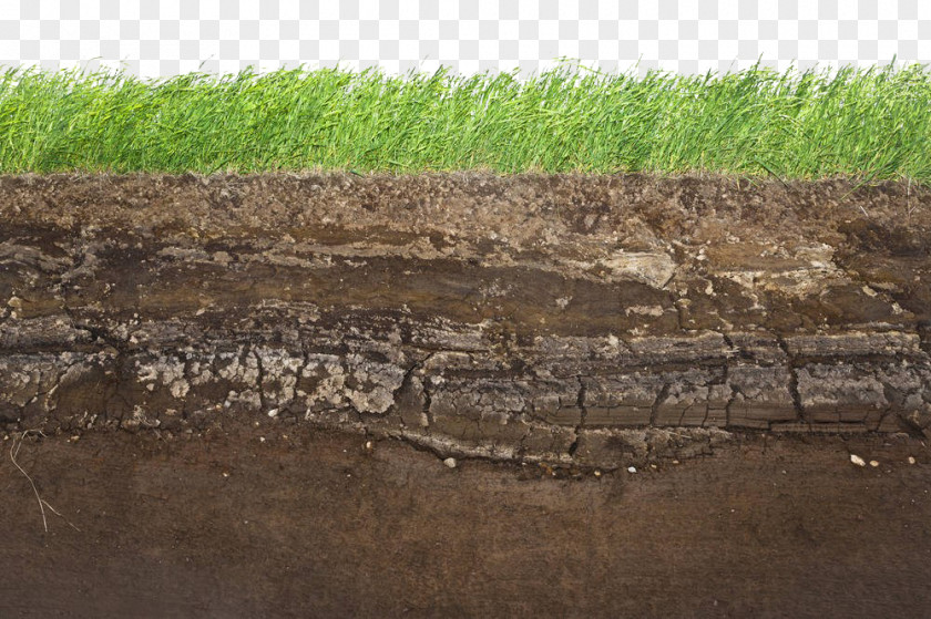 Grass Cross Section Of The Land PNG cross section of the land clipart PNG