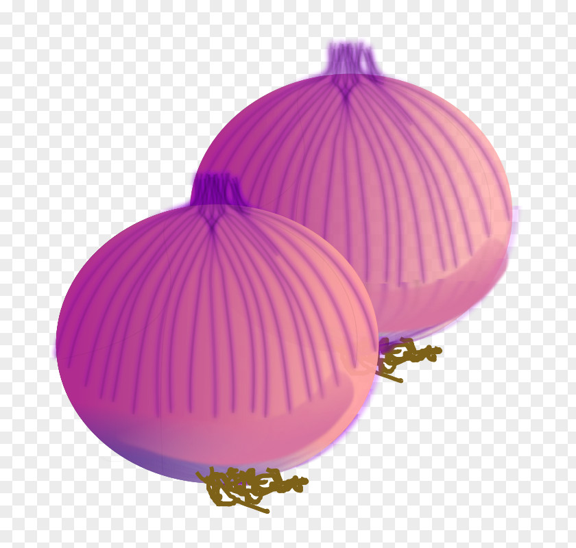 Onion Vector Vegetable Clip Art PNG