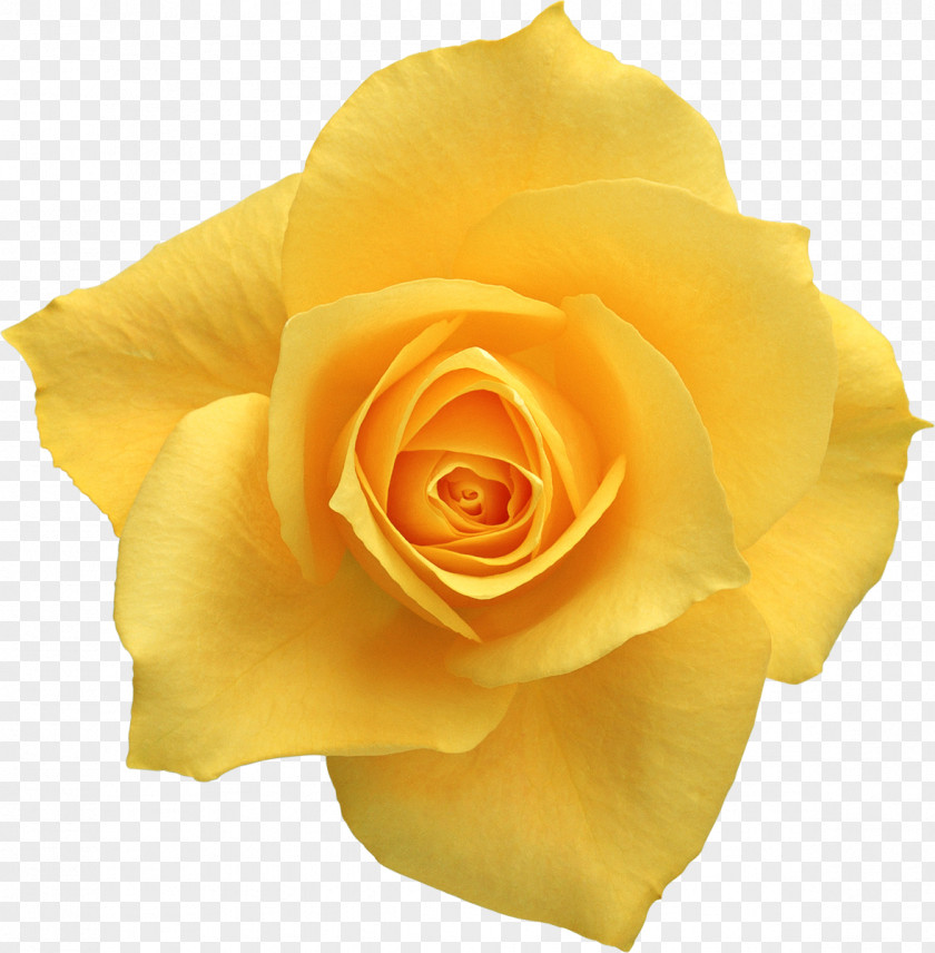 Orange Flowers Beach Rose Cut Yellow Oxeye Daisy PNG