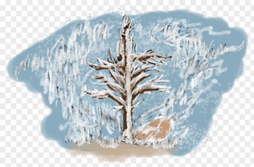 Winter Pine Family PNG