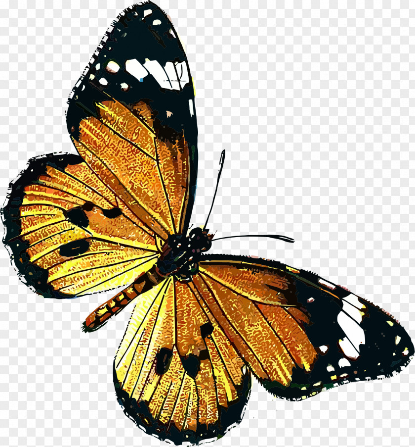 Yellow Butterfly Border Public Domain Clip Art PNG