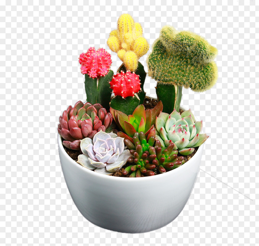 A Cactus Plants Cactaceae Succulent Plant Flower PNG