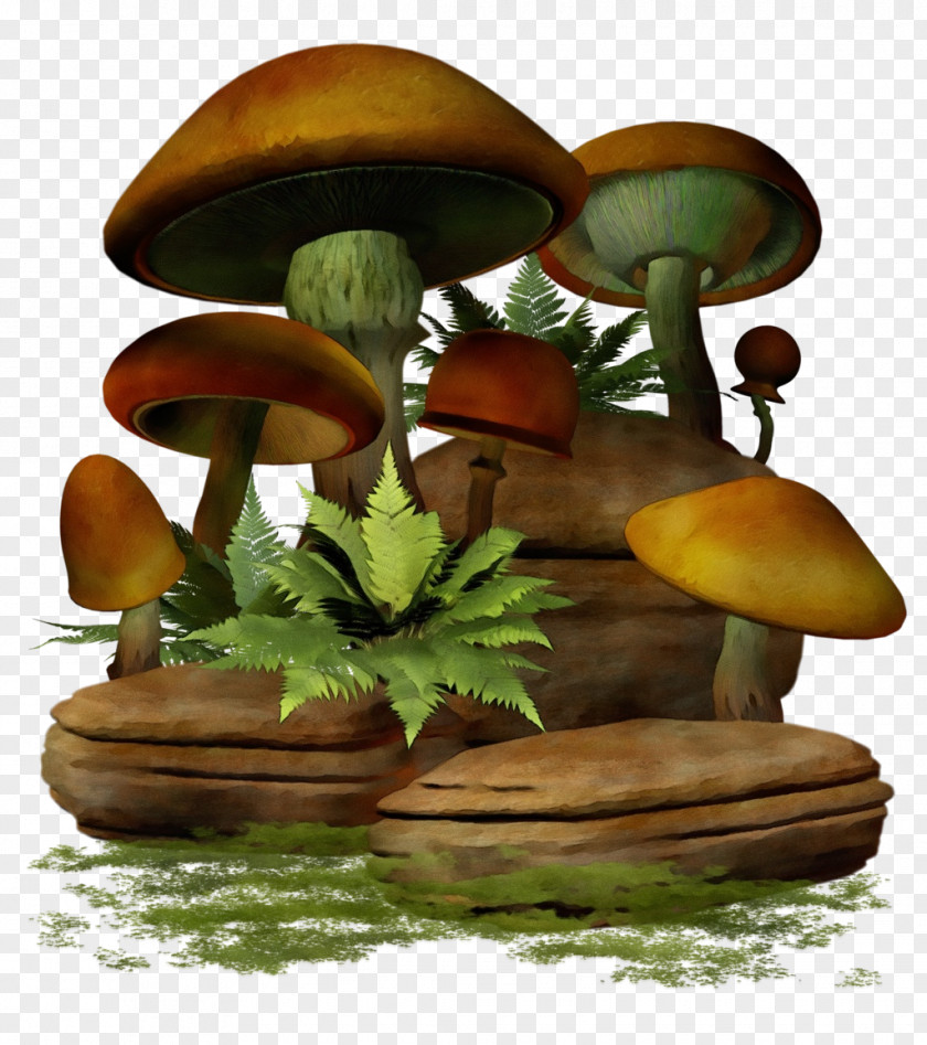 Champignon Mushroom Russula Integra Cartoon PNG