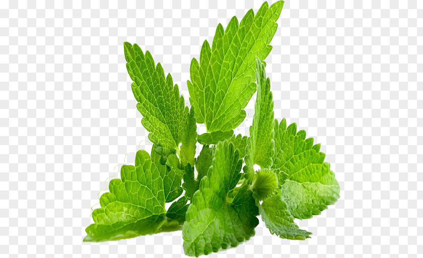 Leaf Herb Mentha Spicata Lemon Balm Plant PNG