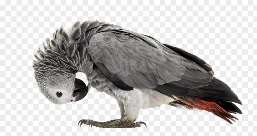Parrot Bald Eagle Lovebird Dog PNG