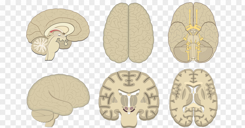 Brain Human Coronal Plane Cerebral Cortex Anatomy PNG