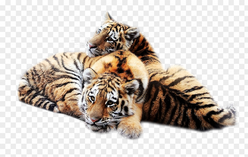 Cat Siberian Tiger Desktop Wallpaper Big Felidae PNG