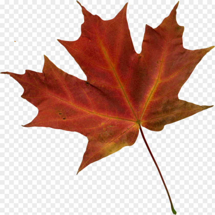 Leaf Autumn Color Clip Art PNG