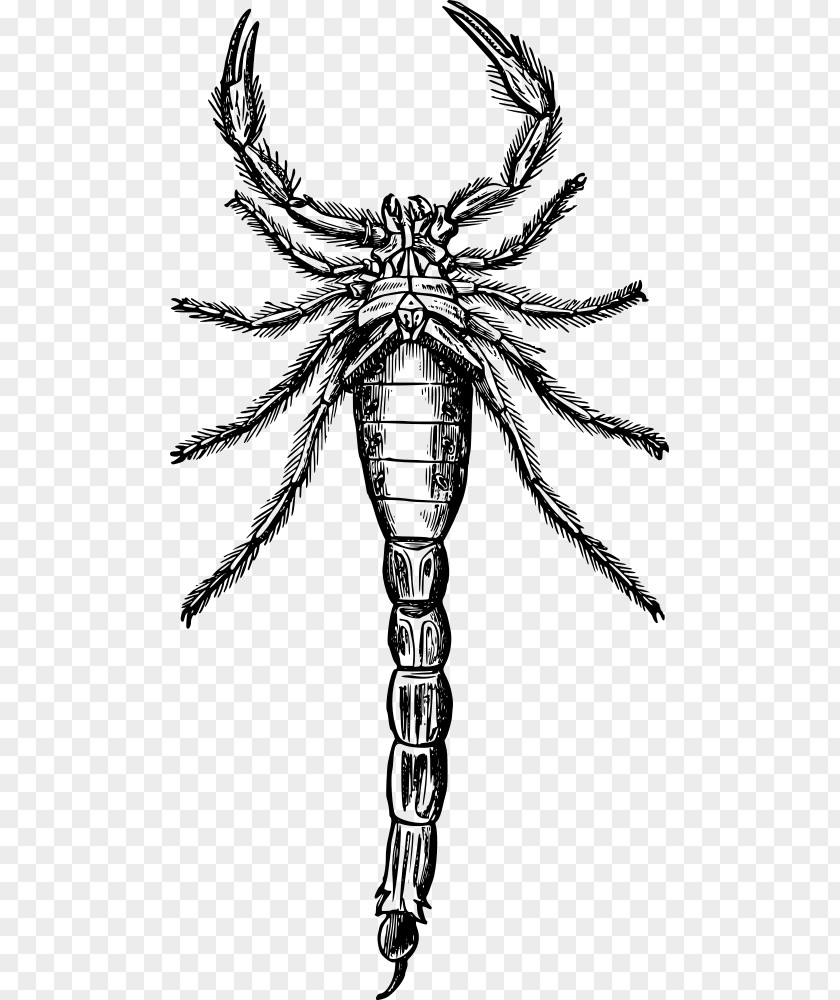 Scorpion Drawing Arthropod Clip Art PNG