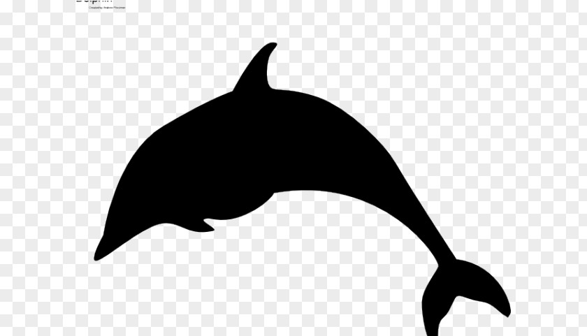 Whitebeaked Dolphin Tail Whale Cartoon PNG