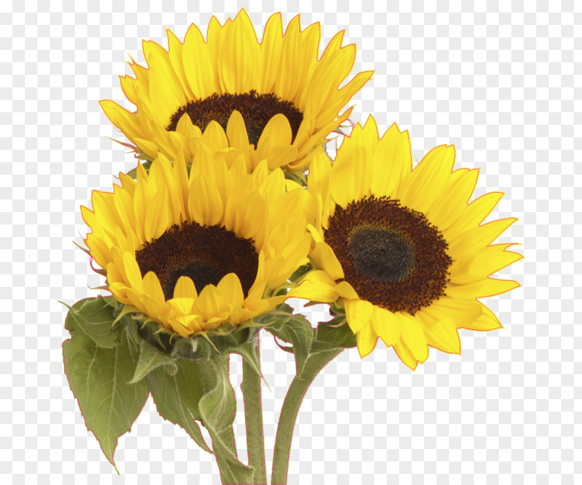 Flower Common Sunflower Stock Photography Bouquet PNG