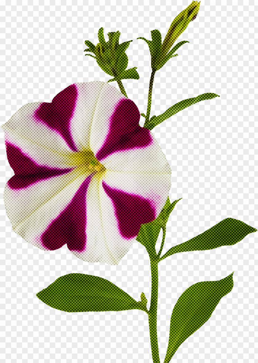 Flower Plant Petal Periwinkle Petunia PNG
