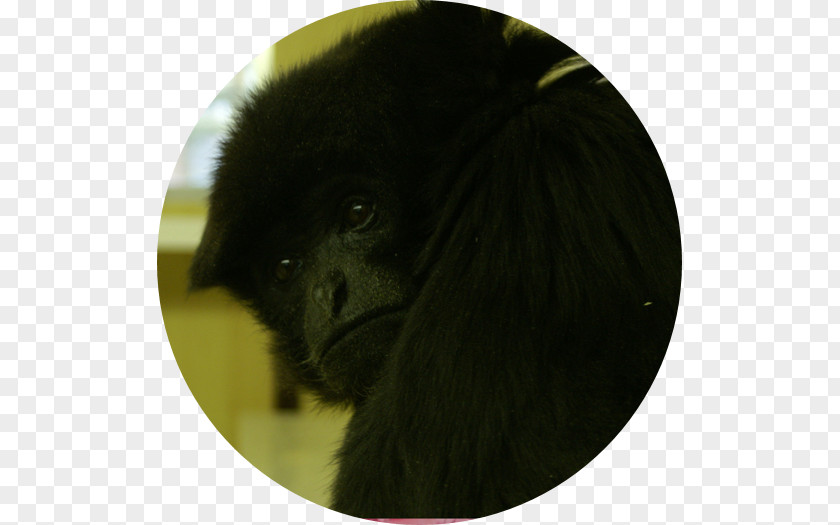 Gorilla Dog Breed New World Monkeys Snout PNG
